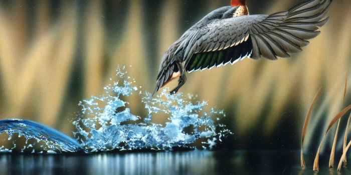 1992x1422 Wildlife Wallpaper - HD Wallpapers