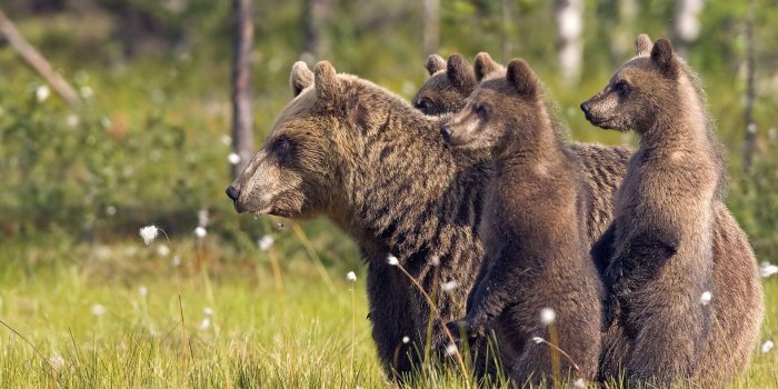 1920x1200 Free Wildlife Wallpapers