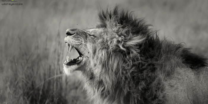 2435x1370 Wildlife Wallpapers 0.75 Mb | WallpapersExpert.com