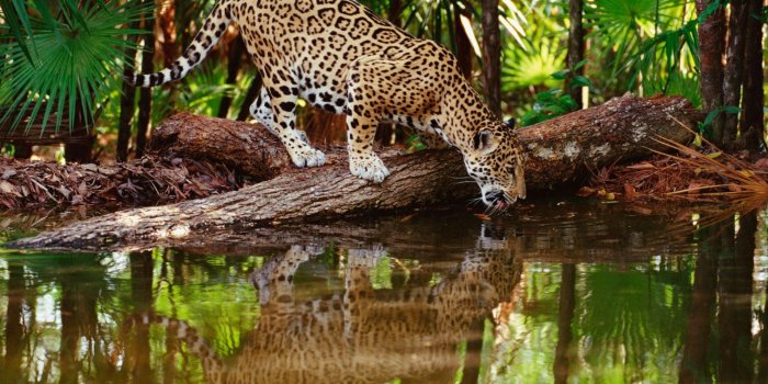 1920x1200 Wildlife HD Desktop Wallpapers - Top Free Wildlife HD Desktop