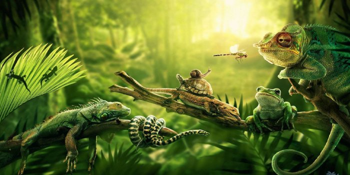 1920x1080 Amazon Rainforest Wallpaper Full HD #bGn | Earth | Wildlife