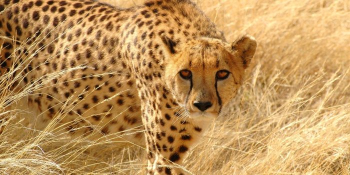 1920x1200 60+ Wildlife Desktop Wallpapers on WallpaperPlay