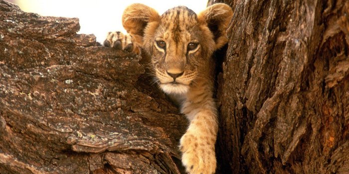 1920x1080 Nature animals wildlife lions furry baby animals wallpaper