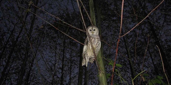 1024x768 Canadian Wildlife Federation: CWF Wallpapers