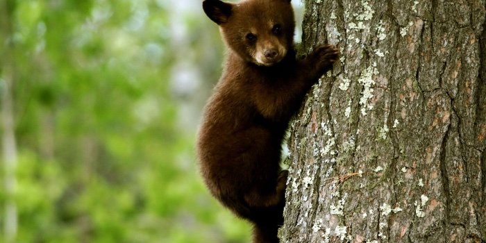 1920x1200 Wildlife Wallpapers - Top Free Wildlife Backgrounds - WallpaperAccess