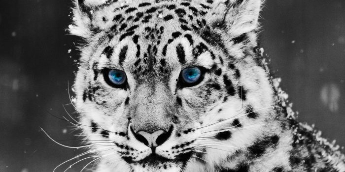 1280x720 Download Wildlife Wallpaper (54+) - Free Wallpaper For your screen.