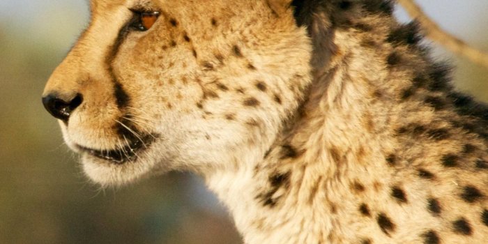 1440x2560 Cheetah Wallpaper - iPhone, Android & Desktop Backgrounds