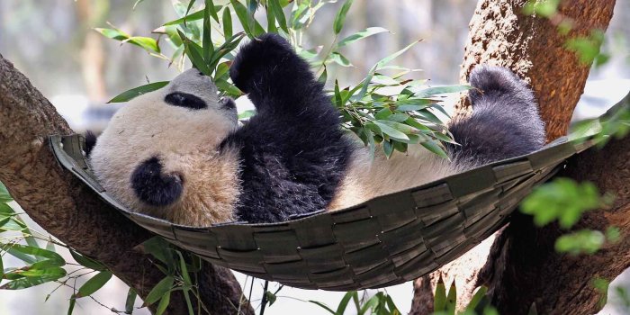 1800x1193 Wildlife Photographer, wildlife wallpapers, wallpapers, Wildlife photos