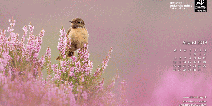 2846x1600 Wildlife wallpaper | Berks, Bucks & Oxon Wildlife Trust