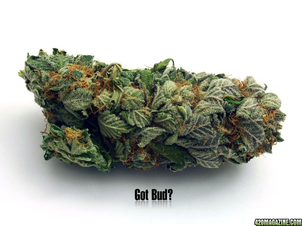 1024x768 Got Bud? Wallpaper | 420 Magazine ®