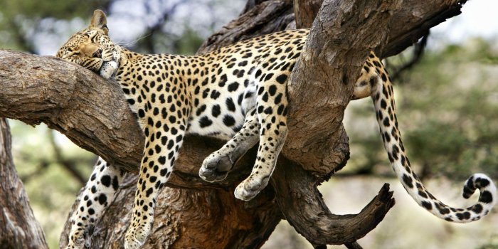 1920x1080 Wildlife Wallpapers #OO2N7X4 | WallpapersExpert.com