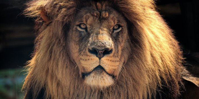 3865x2567 846 4K Ultra HD Wildlife Wallpapers | Background Images - Wallpaper