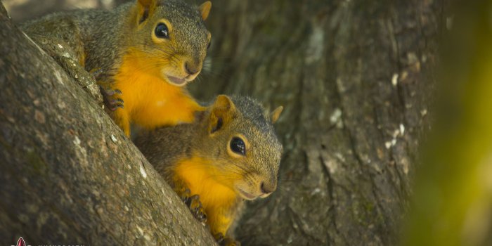 4500x2742 Download UL Lafayette Desktop Wallpaper | University of Louisiana at