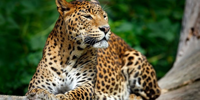 4500x3184 128828 #Leopard, #4K, #Wildlife | Animals wallpapers and backgrounds