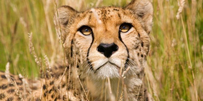 1920x1080 Wallpaper Wildlife 1920x1080 (402.67 KB)