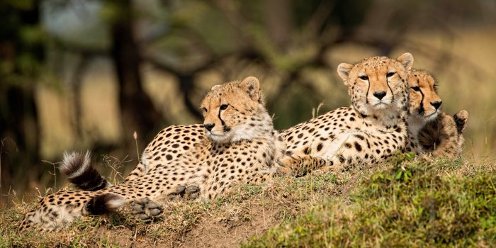 5120x2880 Wallpaper Some leopard cubs rest, wildlife 5120x2880 UHD 5K Picture