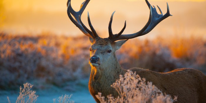 2880x1800 wild animals wallpaper retina hd download 5Wallpaper: Desktop