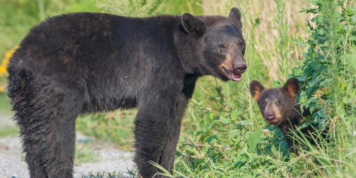 3888x2592 20 Cool Backgrounds of animals that will blow you away. Lions, Bats