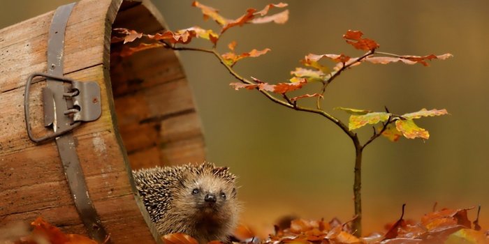 1920x1200 Animals autumn wildlife wallpaper #1420 | PC | en