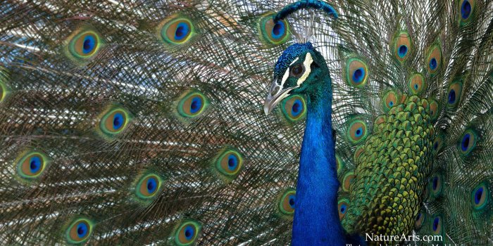 1920x1200 Wallpapers wildlife Gallery