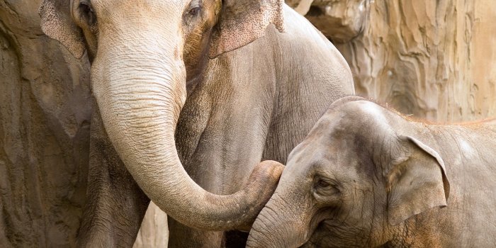 2560x1600 Wildlife 30813 2560x1600px