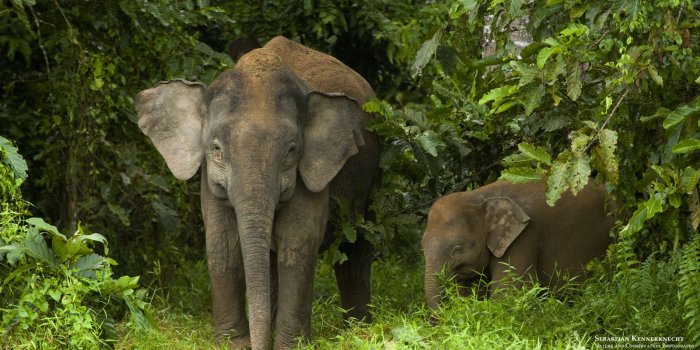 1900x1200 Free Pygmy Elephant Wallpaper - Sebastian Kennerknecht
