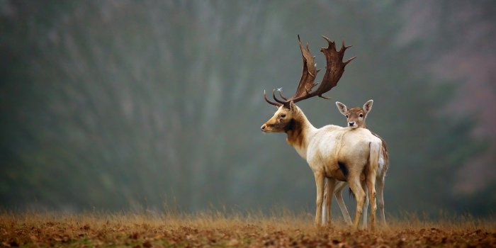 1920x1200 elk, Animals, Nature, Landscapes, Trees, Fields, Grass, Wildlife