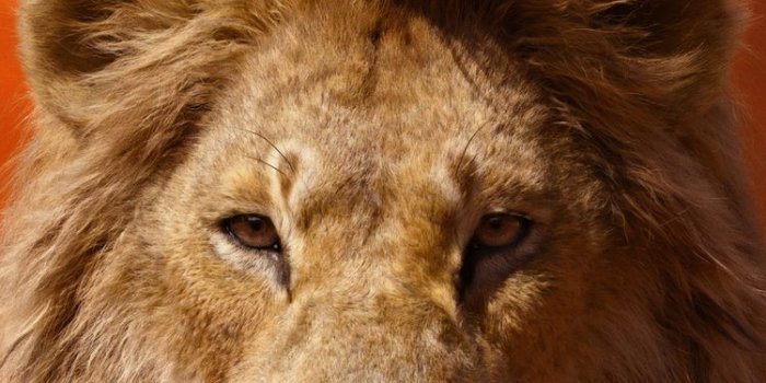 750x1334 750x1334 Donald Glover As Simba The Lion King 2019 4k iPhone 6