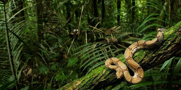 1600x1200 WildLife - wildlife Wallpaper (21003832) - Fanpop