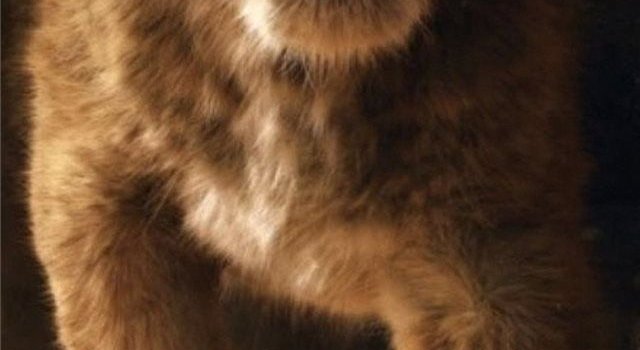 640x1385 the lion king simba 2019 4k iPhone X Wallpapers Free Download