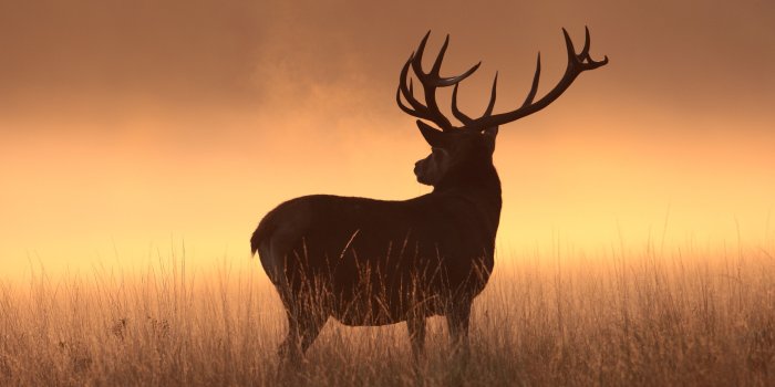 3600x2025 67+ Deer Wallpapers on WallpaperPlay