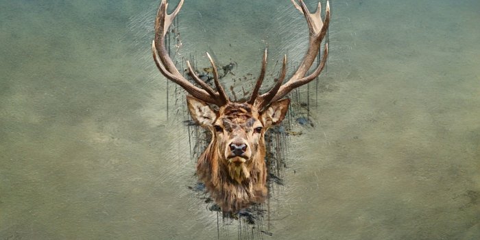 1920x1080 67+ Deer Wallpapers on WallpaperPlay