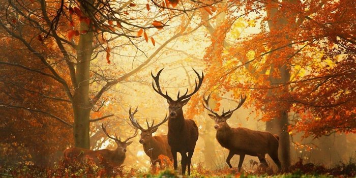 1920x1180 524 Deer HD Wallpapers | Background Images