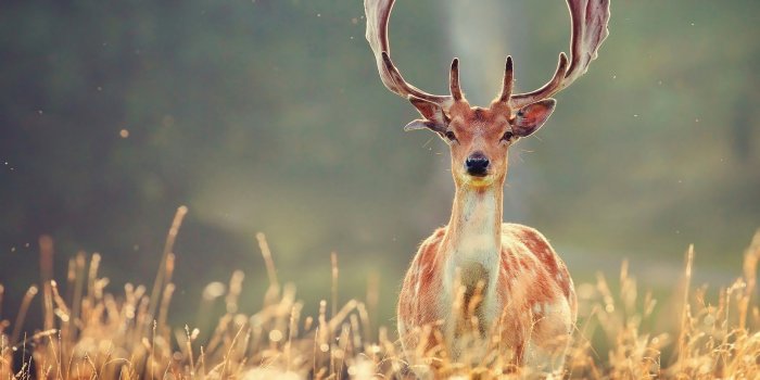 1920x1200 Deer [5] wallpaper - Animal wallpapers - #24931