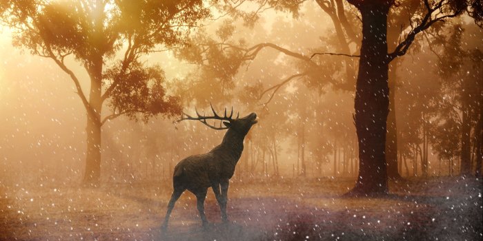 4476x2889 Deer Wild Nature Forest 4k, HD Animals, 4k Wallpapers, Images