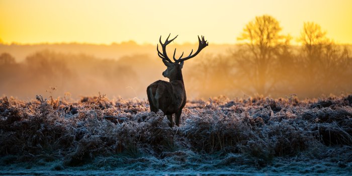 5616x3744 524 Deer HD Wallpapers | Background Images