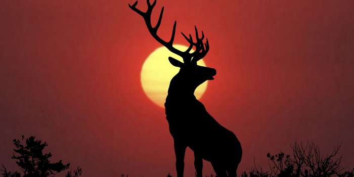 1920x1080 Deer Wallpaper #6838181