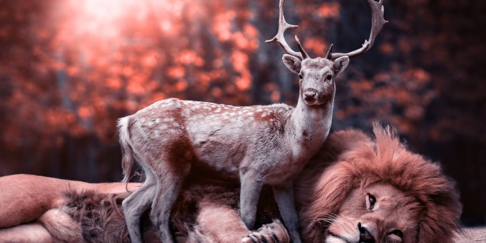 1920x1080 Lion and Deer Wallpaper HD - Wallpaper Stream