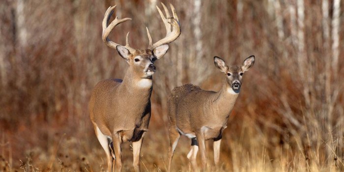 1920x1080 Free Whitetail Deer Wallpapers