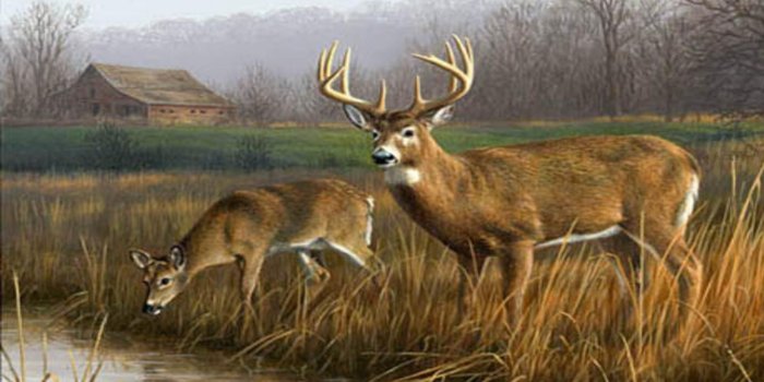 1600x1200 Download Free Deer Wallpaper Px High Resolution 1920x1200PX ~ Deer