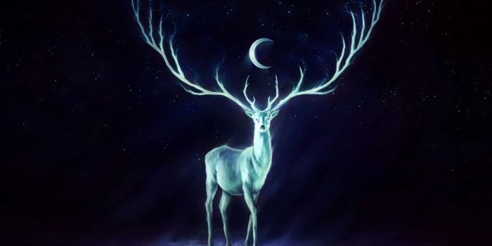 1920x1080 Deer - Deer Wallpaper (40609312) - Fanpop