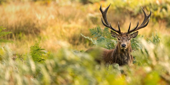1920x1080 Red Deer Stag – Bing Wallpaper Download