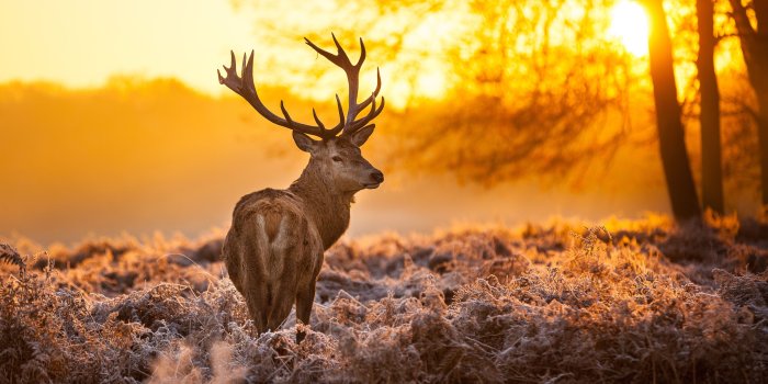 4960x3307 524 Deer HD Wallpapers | Background Images