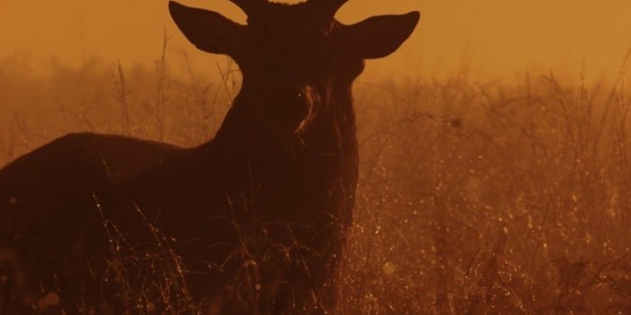 1080x1920 Deer iPhone Wallpapers - Top Free Deer iPhone Backgrounds