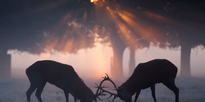 2048x1365 Deer Wallpaper | 2048x1365 | ID:43734