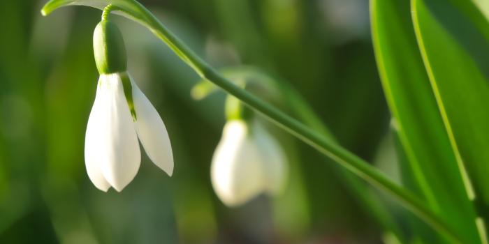 3840x2160 Free White Bell Flowers ChromeBook Wallpaper Ready For Download