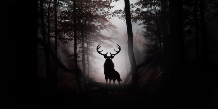 3840x2560 2627886 3840x2560 deer 4k wallpaper image download | Artistic