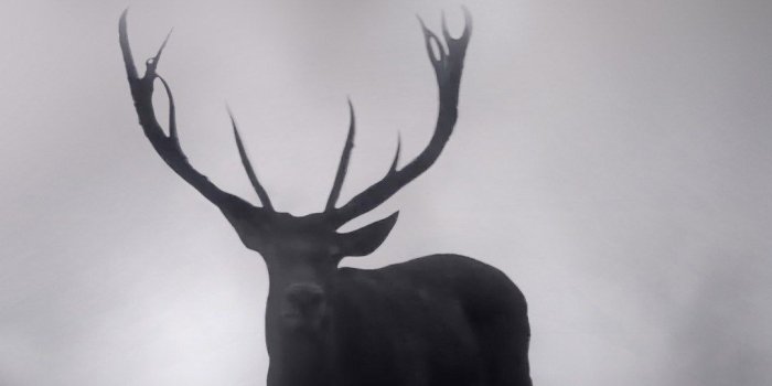 1080x1920 free download deer wallpapers iphone 7 and 7 plus jetblack for