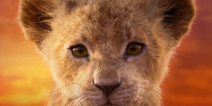 2880x1920 Simba Wallpaper 43135 - Baltana