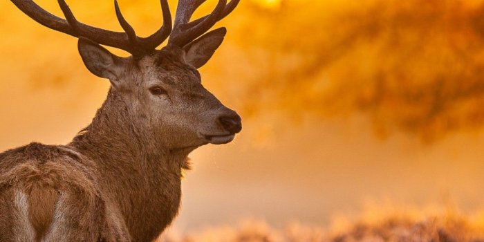 1440x2560 Wallpaper Deer, 4k, HD wallpaper, wild, sun, yellow, nature, winter